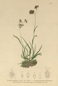 Goździk alpejski (Luzula alpinpilosa, Luzula spadicea) autorstwa German School