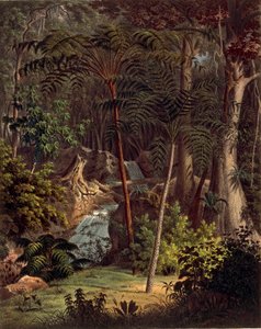 Amazoński las deszczowy, stół XXVII z Plantarum Cryptogamicarum Brasiliensium autorstwa Johanna Baptist Von Spix i Carla Friedricha Von Martiusa autorstwa German School