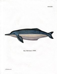 Amazonka Delfin (kolorowy grawerunek) autorstwa German School