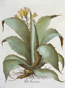 American Aloe: Aloe Americana, z Hortus Eystettensis Basila Beslera (1561-1629), wyd. 1613 autorstwa German School