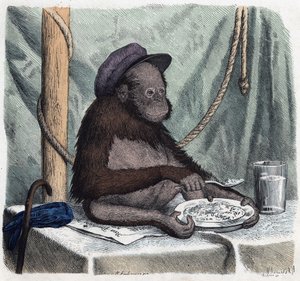 Wykształcony orang outan (orangutan, orang outang, orangutan) zjada ryż łyżką. W „Kiedy ktoś podróżuje, oto co może opowiedzieć”, niemiecka opowieść Franza Wiedemanna autorstwa German School