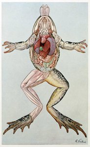 Przekrój anatomiczny samicy żaby, Brehms Tierleben, wyd. 1860 (kolor lito) autorstwa German School