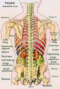 Anatomiczny widok ludzkiego tułowia autorstwa German School