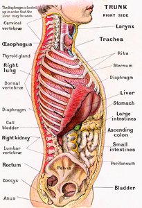 Anatomiczny widok ludzkiego tułowia autorstwa German School