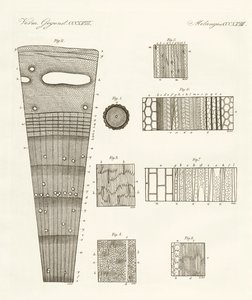 Anatomia drewna (kolorowe grawerowanie) autorstwa German School