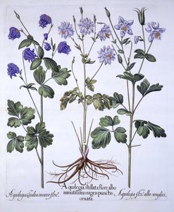Aquilegia, z Hortus Eystettensis, Basil Besler (1561-1629), wyd. 1613 (grawerowanie ręcznie kolorowane) autorstwa German School