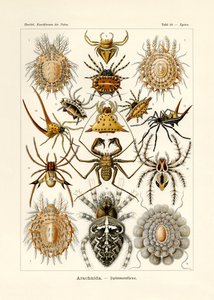 Arachnida, 1899-1904 autorstwa German School