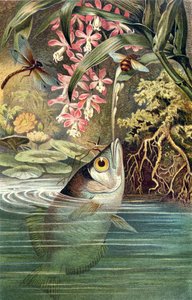 Archerfish, płyta z Brehm