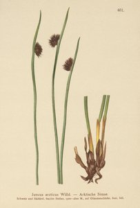 Arktyczna gorączka (Juncus arcticus) autorstwa German School