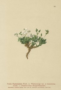 Draba arktyczna (Draba fladnitzensis, Draba altaica, Draba Wahlenbergi) autorstwa German School