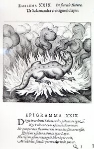 Jak Salamandra żyje w ogniu, tak samo Kamień, Emblemat XXIX od Atalanta fugiens autorstwa Michaela Maiera, 1617 autorstwa German School