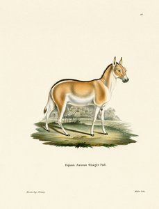 Asian Wild Ass (kolorowy grawerunek) autorstwa German School