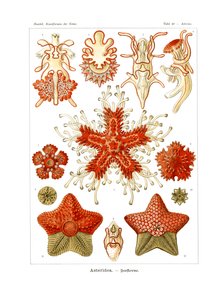 Asteridea autorstwa German School