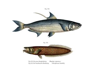 Tarpon atlantycki (kolor lito) autorstwa German School