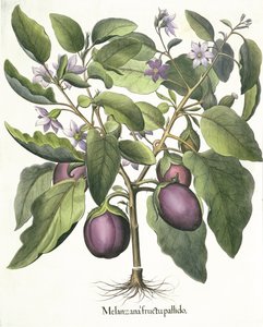 Bakłażan: blady owoc Melanzany, z Hortus Eystettensis autorstwa Basila Beslera (1561-1629), wyd. 1613 autorstwa German School