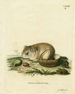 Australijski Pygmy Flying Phalanger (kolorowy grawerunek) autorstwa German School