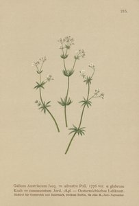Ostrożeń austriacki (Galium austriacum, Galium silvestre (var. glabrum), Galium commutatum). autorstwa German School