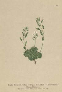 Austriacka Whitlow Grass (Draba dubia, Draba frigida) autorstwa German School
