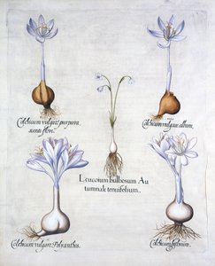 Jesienne płatki śniegu i szafrany łąkowe, z Hortus Eystettensis, Basil Besler (1561-1629), wyd. 1613 (grawerowanie ręcznie kolorowane) autorstwa German School