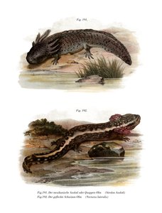 Axolotl (członkowie kolorowi) autorstwa German School