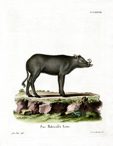 Babirusa (kolorowy grawer) autorstwa German School