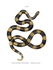 Banded Krait (kolor lito) autorstwa German School