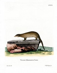 Banded Mongoose (kolorowy grawerunek) autorstwa German School