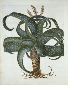 Barbados Aloe, z Hortus Eystettensis, Basil Besler (1561-1629) wyd. 1613 autorstwa German School
