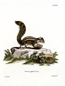 Barbary Ground Squirrel (kolorowy grawerunek) autorstwa German School
