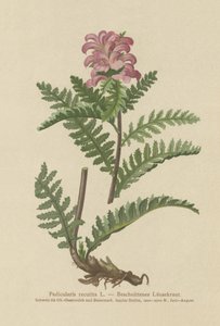 Wsza zwyczajny bez dzioba (Pedicularis recutita) autorstwa German School