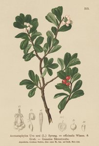 Mącznica lekarska (Arctostaphylos Uva ursi, Arctostaphylos officinalis) autorstwa German School