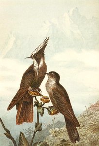 Brodaty nakładki na hełm, płyta z „Brehms Tierleben: Allgemeine Kunde des Tierreichs”, t. 4, s. 675, wydana przez Bibliographisches Institut autorstwa German School