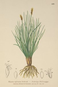 Turzyca bagienna (Kobresia myosuroides, Elyna myosuroides, Kobresia bellardii, Elyna bellardii, Elyna scirpina, Elyna spicata) autorstwa German School