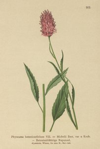 Rampion betonowy (Phyteuma betonicaefolium) autorstwa German School