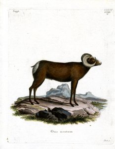 Owca Bighorn (kolorowy grawerunek) autorstwa German School