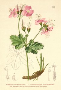 Bodziszek wielkokorzeniowy (Geranium wielkokwiatowy) autorstwa German School