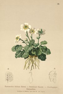 Jaskier Bilobo (Ranunculus bilobus, Ranunculus Bertolonii) autorstwa German School