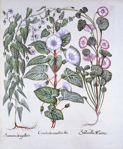 Powój, zmora psów i powój morski, z Hortus Eystettensis, Basil Besler (1561-1629), wyd. 1613 (grawerowanie ręcznie kolorowane) autorstwa German School