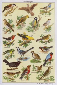 Ptaki (litografia kolorowa) autorstwa German School