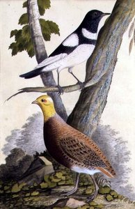 Drozd czarnogardły (Turdus ruficollis) i kuropatwa (Perdix perdix), ok. 1740 (akwarela na papierze) autorstwa German School