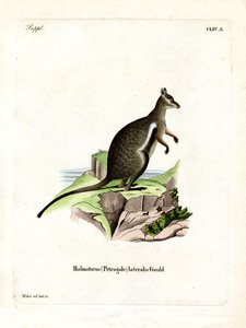 Wallaby czarnonogi (kolorowy grawerunek) autorstwa German School