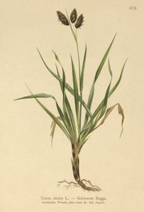 Czarna turzyca alpejska (Carex atrata) autorstwa German School
