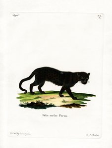 Black Leopard (kolorowy grawerunek) autorstwa German School