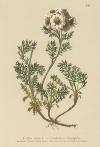 Krwawnik pospolity (Achillea atrata) autorstwa German School