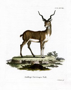 Blackbuck (kolorowy grawer) autorstwa German School