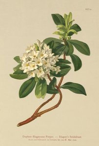 Blagays Daphne (Daphne Blagayana Freyer) autorstwa German School