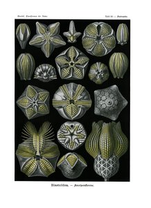 Blastoidea, 1899-1904 autorstwa German School