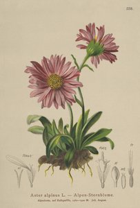 Niebieska stokrotka alpejska (Aster alpinus) autorstwa German School