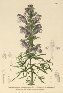 Niebieski smok (Dracocephalum Ruyschianum) autorstwa German School