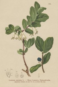 Wiciokrzew niebieski (Lonicera caerulea, Lonicera coerulea) autorstwa German School